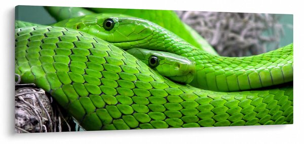 Slika zelenih zmija (120x50 cm)
