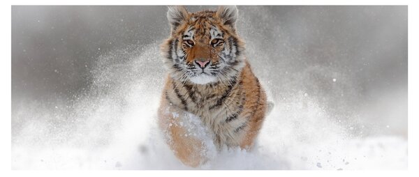 Slika tigra koji trči u snijegu (120x50 cm)