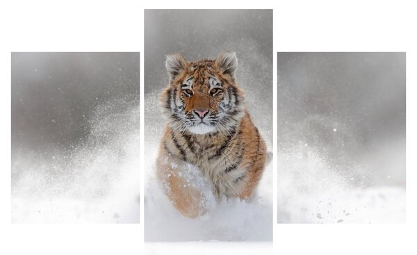 Slika tigra koji trči u snijegu (90x60 cm)