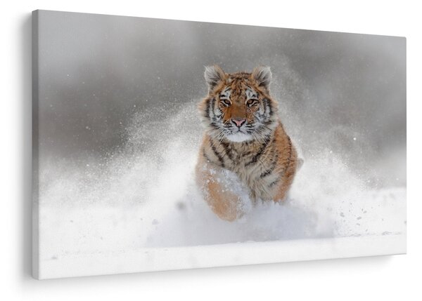Slika tigra koji trči u snijegu (90x60 cm)
