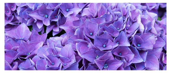 Slika ljubičastog cvijeća (120x50 cm)
