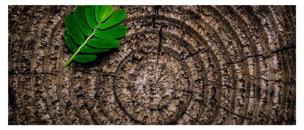 Slika lista na deblu drveta (120x50 cm)