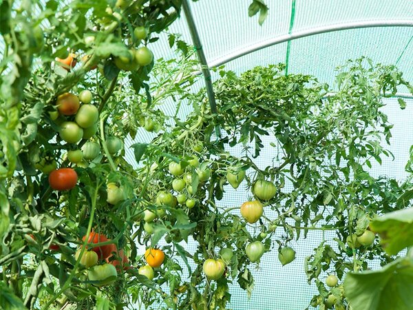 Zamjenska folija za plastenike bez konstrukcije 2,5 m x 4 m