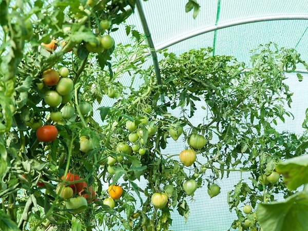 Zamjenska folija za konstrukciju plastenika 3m x 6m