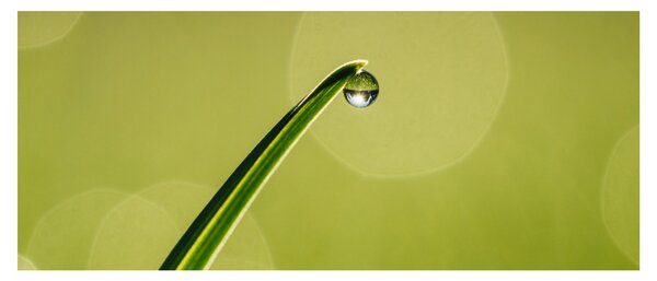 Slika kapi vode na travi (120x50 cm)