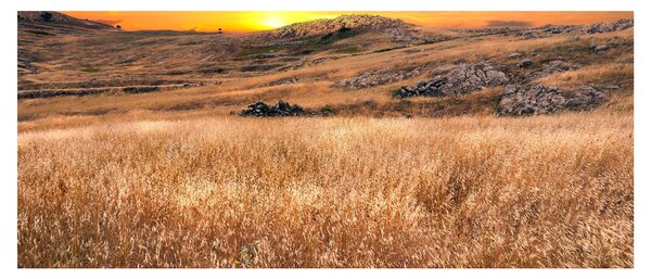 Slika polja (120x50 cm)