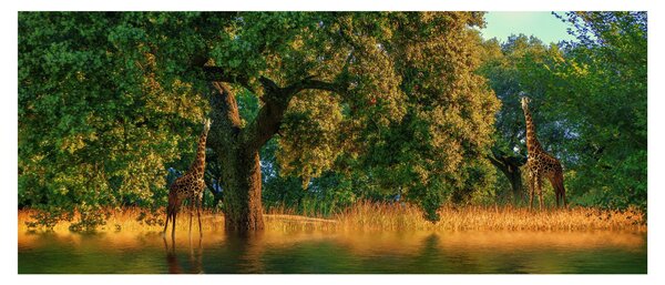 Slika žirafe u divljini (120x50 cm)