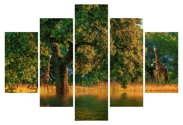 Slika žirafe u divljini (150x105 cm)