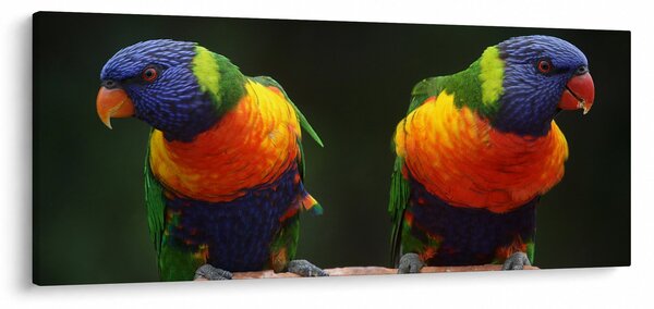 Slika papiga (120x50 cm)