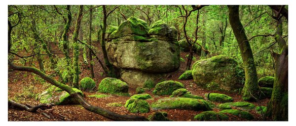 Slika čarobne šume (120x50 cm)