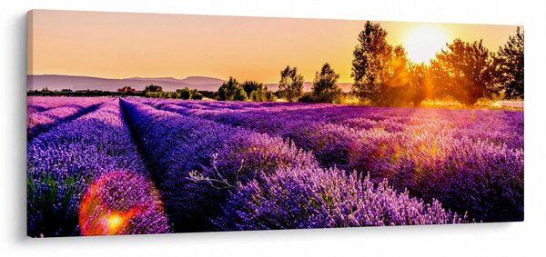 Slika polja lavande (120x50 cm)