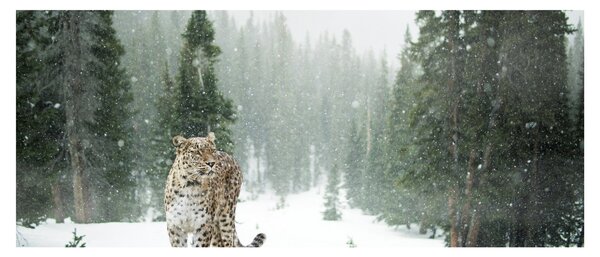 Slika leoparda u snijegu (120x50 cm)