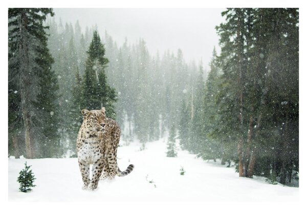 Slika leoparda u snijegu (90x60 cm)