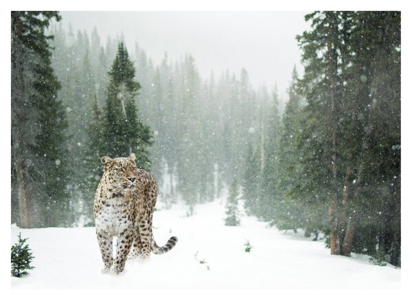 Slika leoparda u snijegu (70x50 cm)