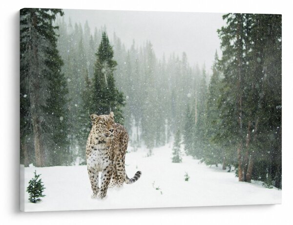 Slika leoparda u snijegu (70x50 cm)