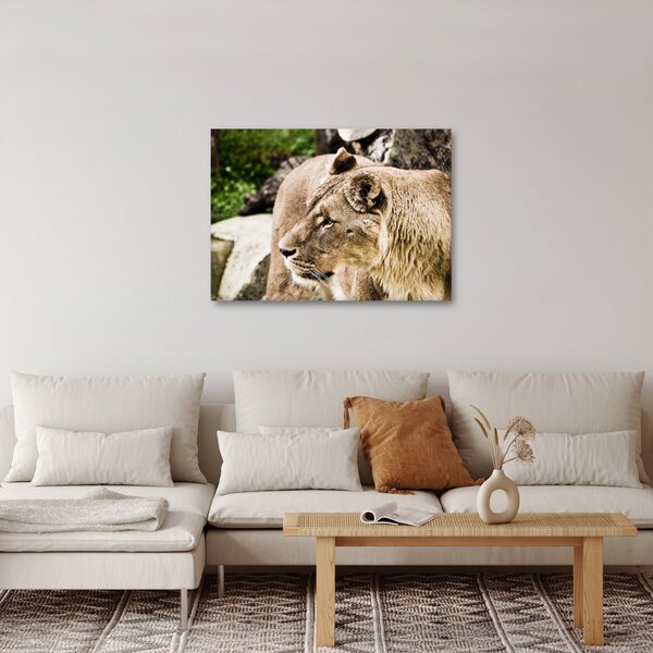 Slika lavice (70x50 cm)