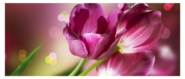 Slika ružičastih tulipana (120x50 cm)