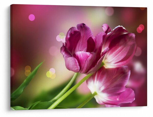 Slika ružičastih tulipana (70x50 cm)
