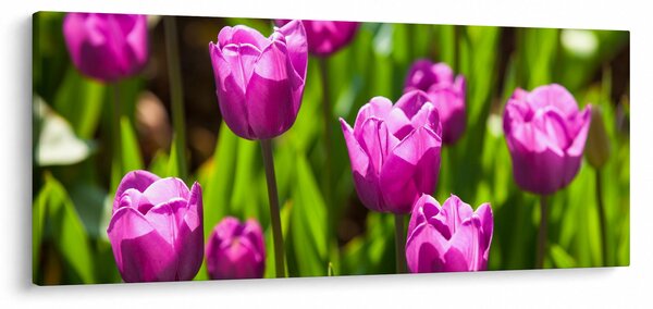 Slika tulipana na livadi (120x50 cm)