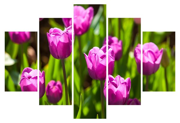 Slika tulipana na livadi (150x105 cm)