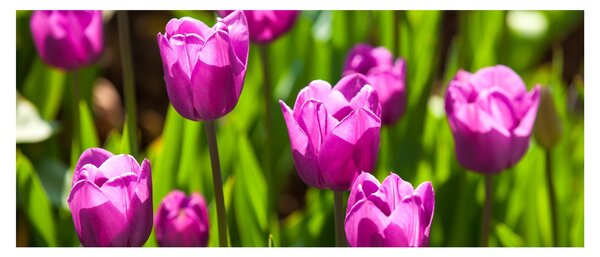 Slika tulipana na livadi (120x50 cm)