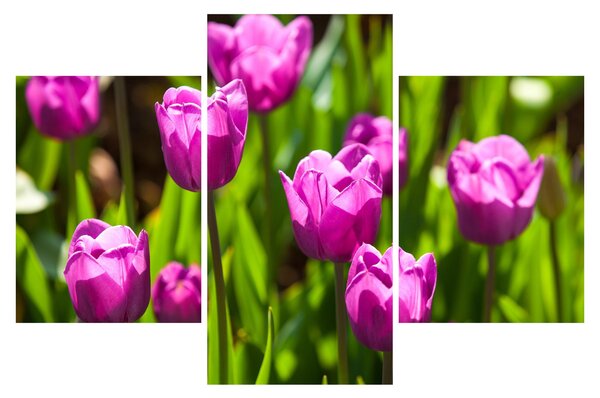 Slika tulipana na livadi (90x60 cm)