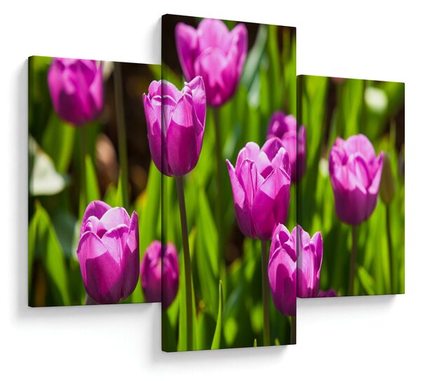 Slika tulipana na livadi (90x60 cm)
