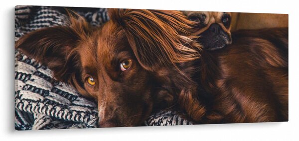 Slika pasa koji leže (120x50 cm)