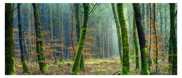 Slika šume (120x50 cm)