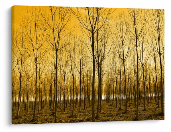 Slika šume pri zalasku sunca (70x50 cm)