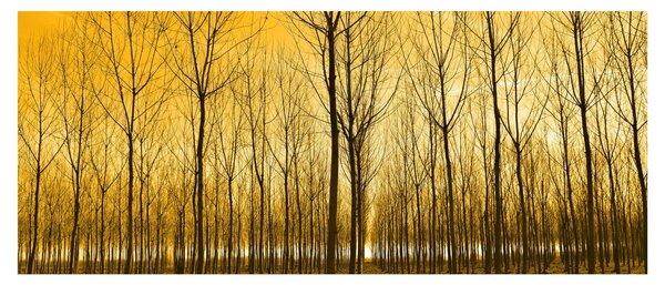 Slika šume pri zalasku sunca (120x50 cm)