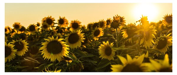 Slika polja suncokreta (120x50 cm)