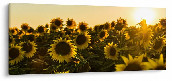 Slika polja suncokreta (120x50 cm)