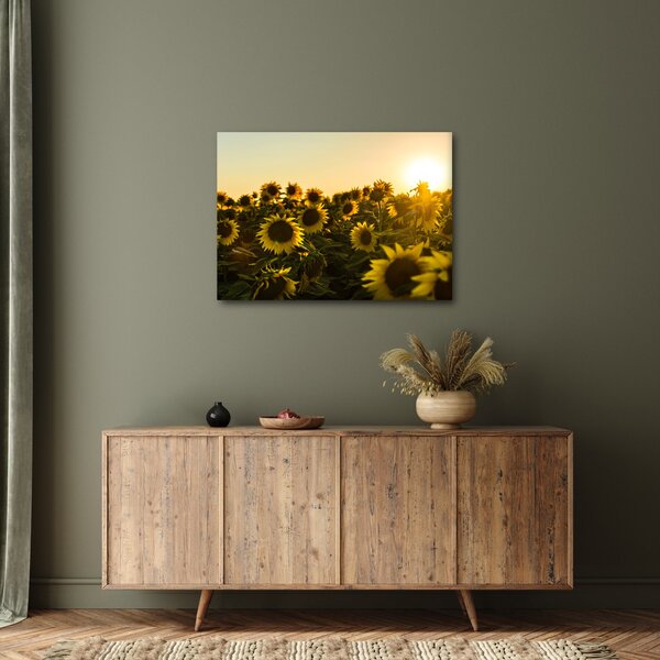 Slika polja suncokreta (70x50 cm)
