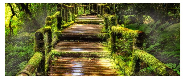 Slika stepenica u prašumi (120x50 cm)