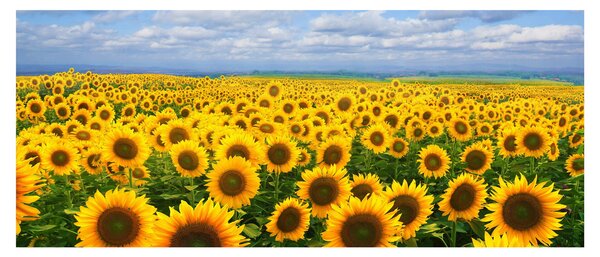 Slika polja suncokreta (120x50 cm)