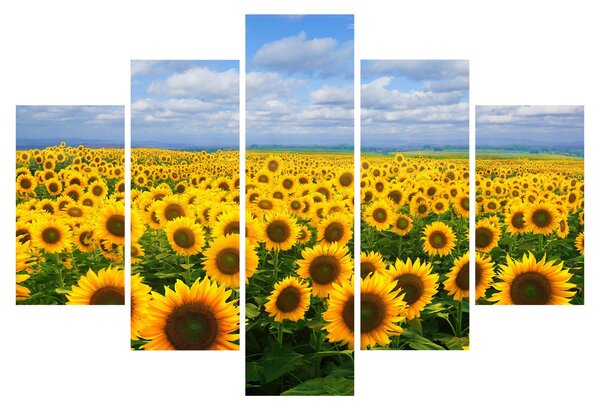 Slika polja suncokreta (150x105 cm)