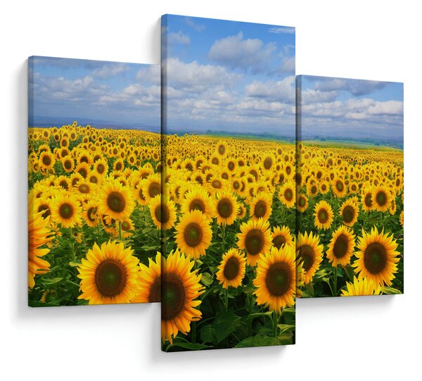 Slika polja suncokreta (90x60 cm)