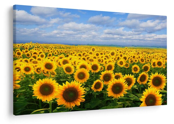 Slika polja suncokreta (90x60 cm)