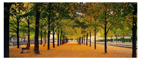 Slika aleje jesenskih stabala (120x50 cm)