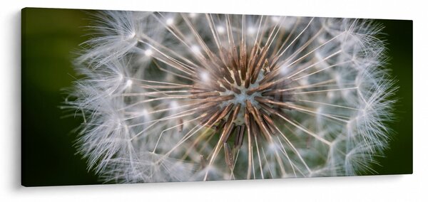 Slika maslačka (120x50 cm)