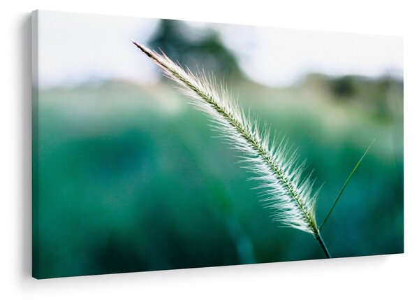 Slika vlati trave (90x60 cm)