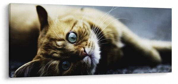 Slika mačke (120x50 cm)