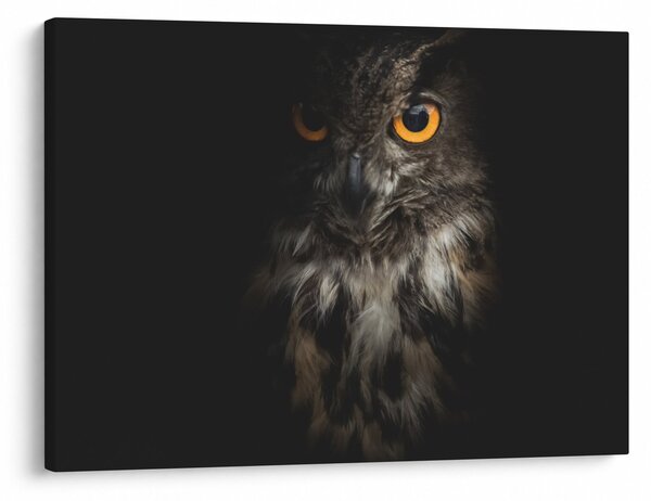 Slika sove (70x50 cm)