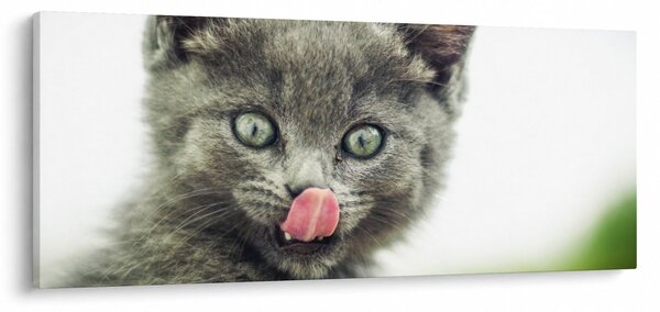 Slika mačića koji se liže (120x50 cm)