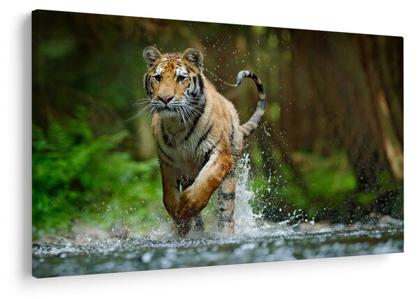 Slika tigra koji trči (90x60 cm)