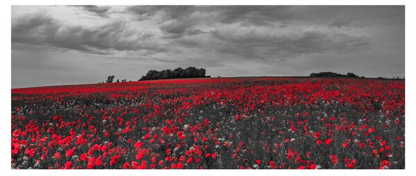 Slika makova (120x50 cm)