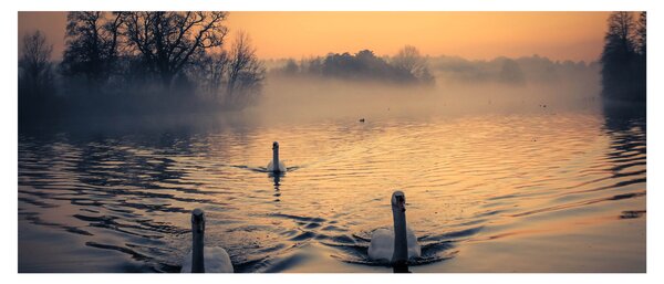 Slika labudova na vodi u magli (120x50 cm)