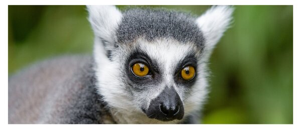 Slika lemura (120x50 cm)