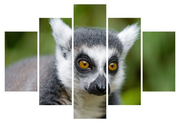 Slika lemura (150x105 cm)